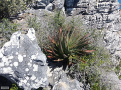 Aloe succotrina