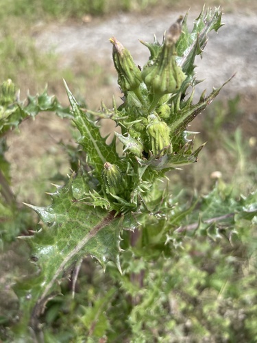 iNaturalist observation photo of prickly sowthistle