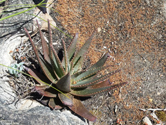 Aloe succotrina
