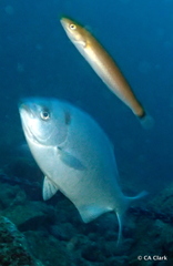 Halichoeres californicus