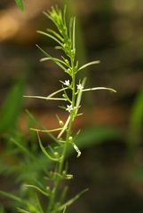 Thesium chinense