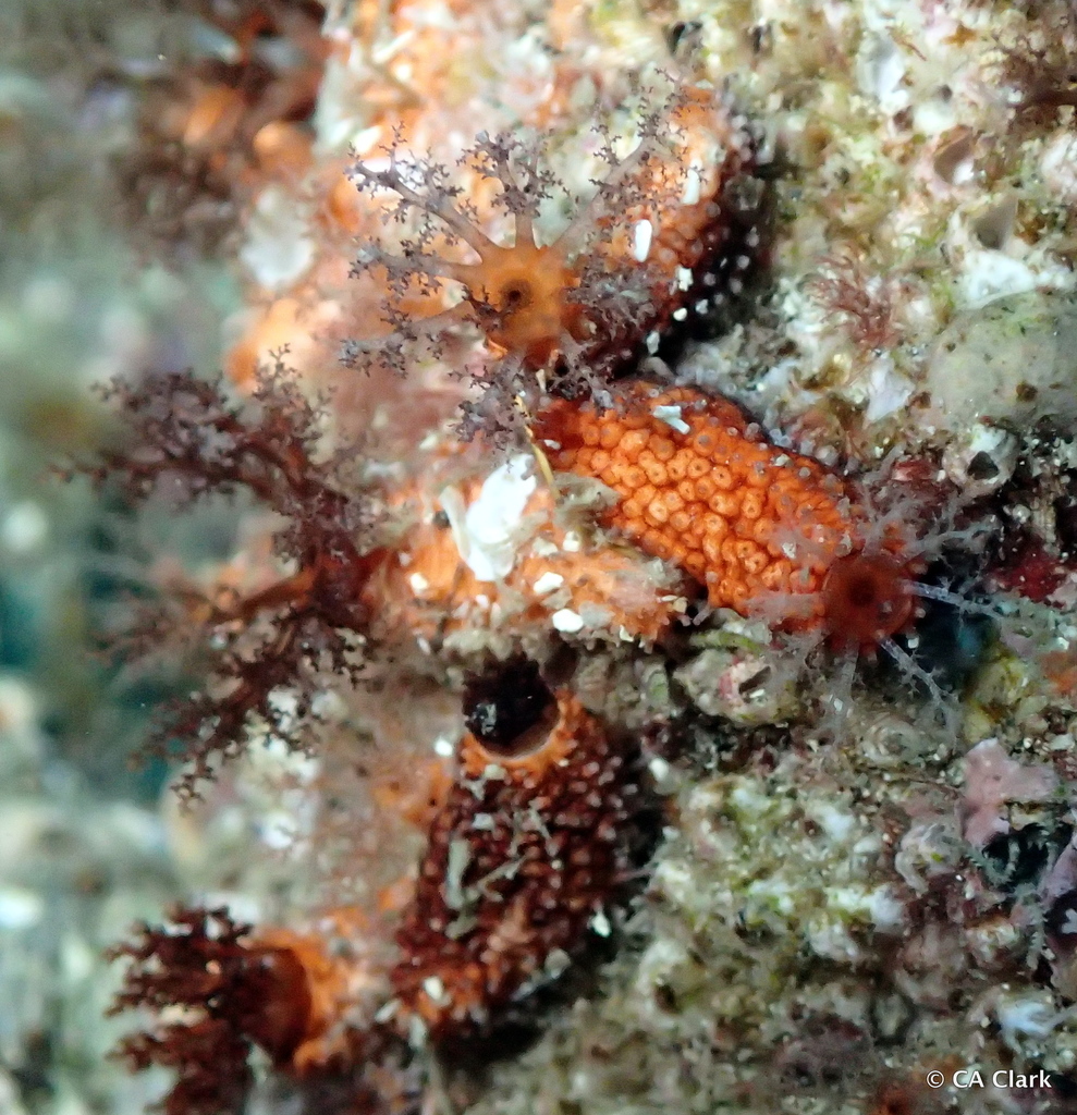 Red Sea Cucumber (Echinoderms of the North Eastern Pacific (Alaska to