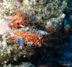 Pachythyone rubra