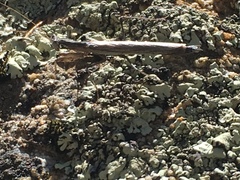 Litaneutria pacifica