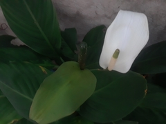 Spathiphyllum wallisii