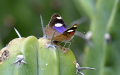 Diaethria bacchis