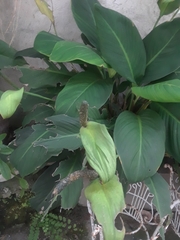 Spathiphyllum wallisii
