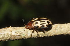 Chrysomela texana