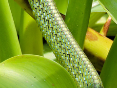 Leptophis diplotropis