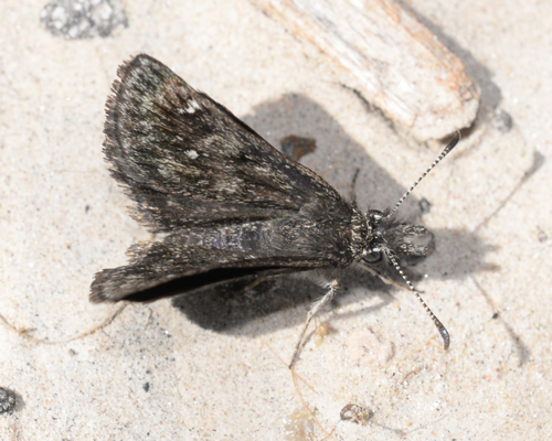 Saltbush Sootywing photo 2
