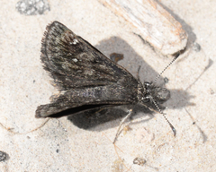 Hesperopsis alpheus