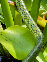 Leptophis diplotropis