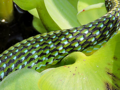 Leptophis diplotropis