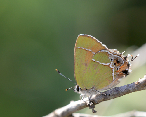 Xami Hairstreak photo 2