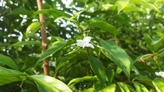Wrightia religiosa