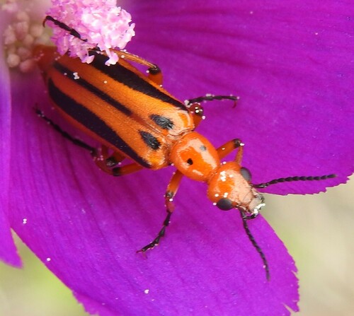 Winecup Pyrota