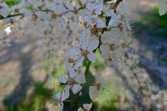 Prunus