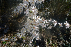 Prunus