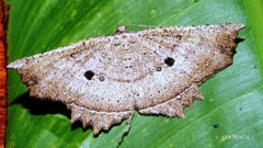 Polyacme subpulchra