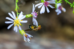 Copestylum vesicularium