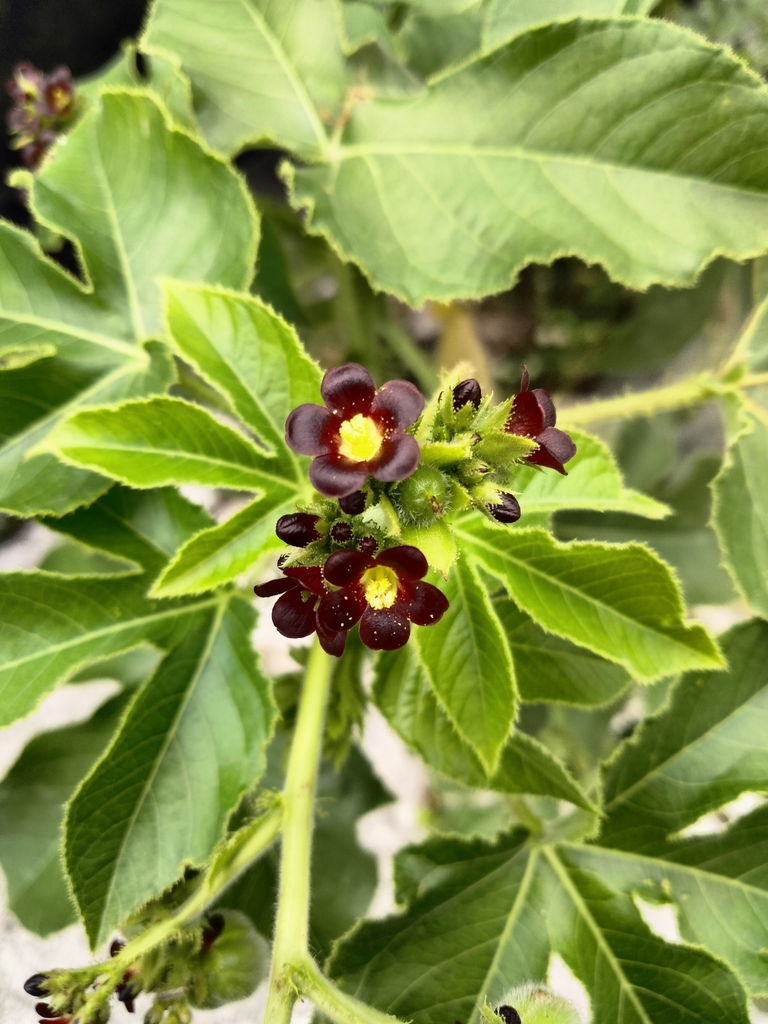 Jatropha gossypiifolia, East Little Havana, Miami, FL, USA