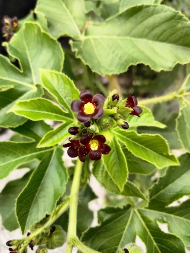 Jatropha gossypiifolia