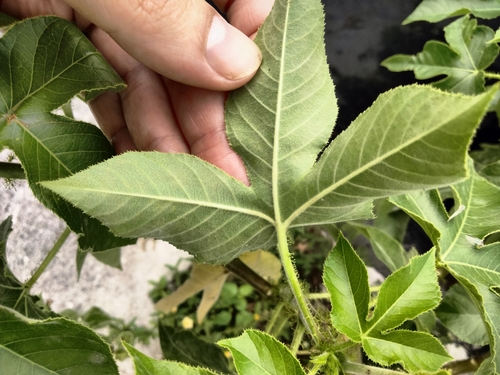 Jatropha gossypiifolia
