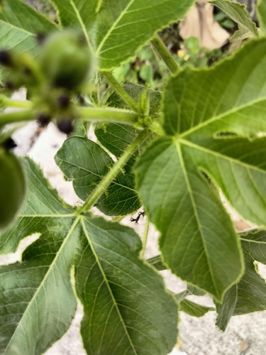 Jatropha gossypiifolia