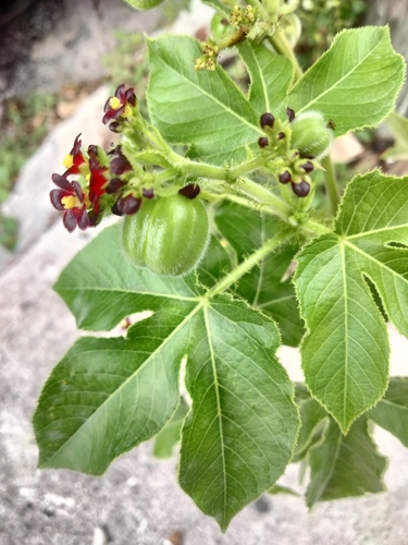 Jatropha gossypiifolia