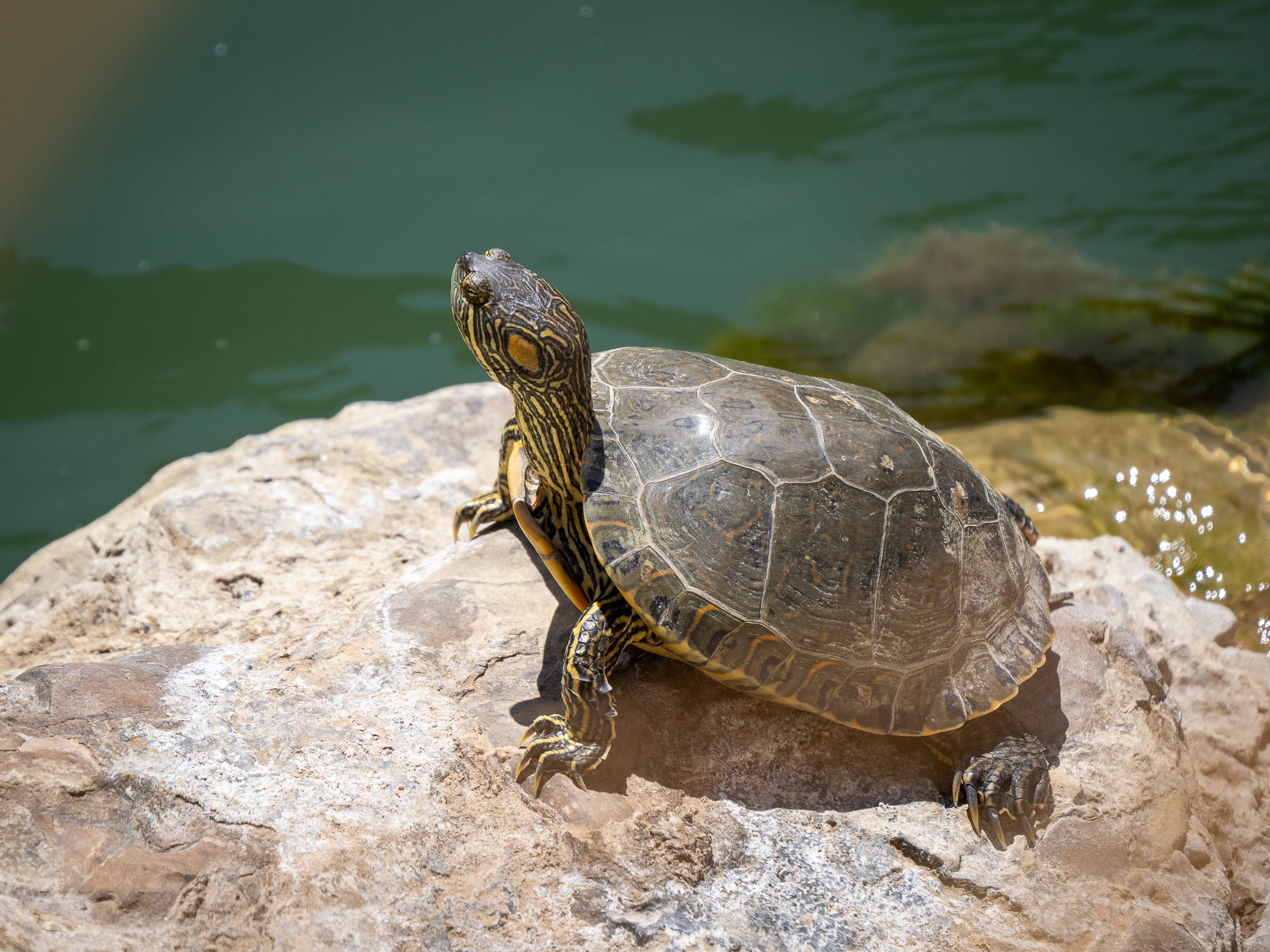 Trachemys gaigeae (Hartweg, 1939)