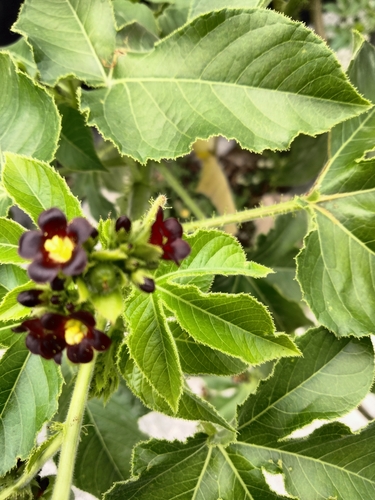 Jatropha gossypiifolia