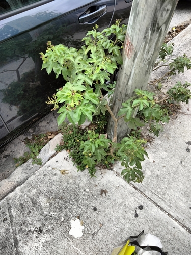 Jatropha gossypiifolia