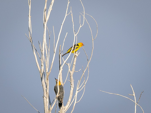 iNaturalist observation 2023-04-24
