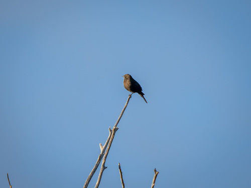 iNaturalist observation 2023-04-24