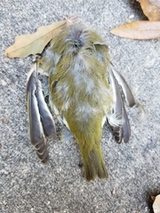 Vireo olivaceus