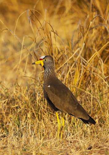 African Wattled Lapwing