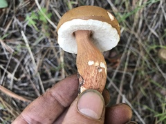 Austroboletus gracilis image