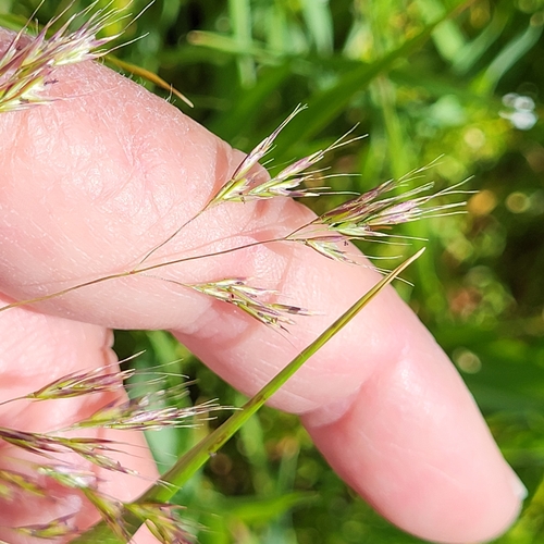 Image of Deschampsia danthonioides by (c) D Defreese, some rights reserved (CC BY)
