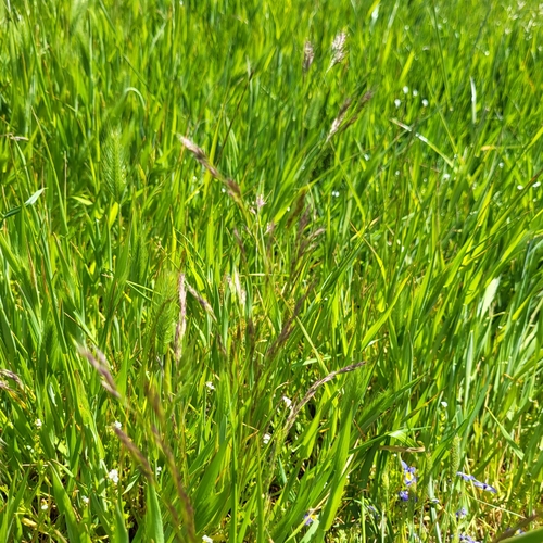 Image of Deschampsia danthonioides by (c) D Defreese, some rights reserved (CC BY)