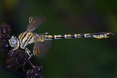 Paragomphus lineatus