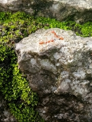 Oecophylla smaragdina