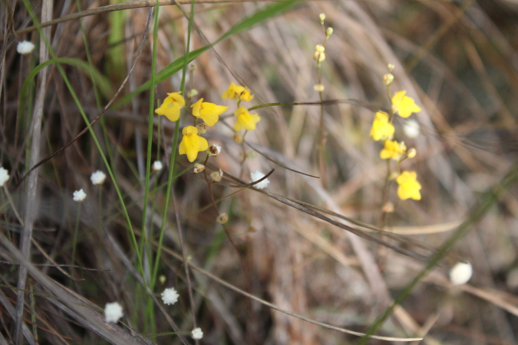 Utricularia fimbriata Kunth