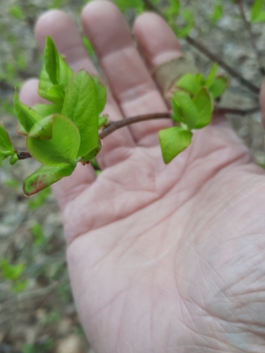 Vaccinium corymbosum