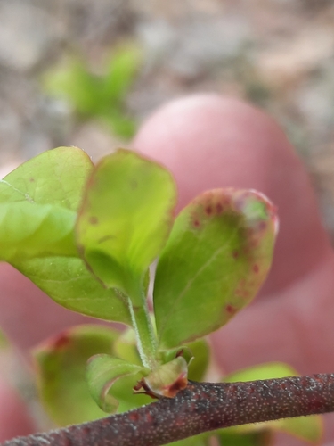 Vaccinium corymbosum