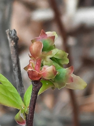 Vaccinium corymbosum