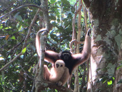 Hylobates pileatus