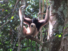 Hylobates pileatus