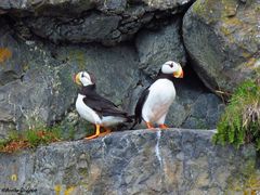 Fratercula corniculata