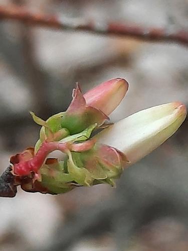 Vaccinium corymbosum