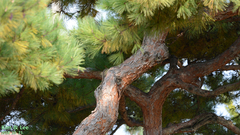 Pinus densiflora